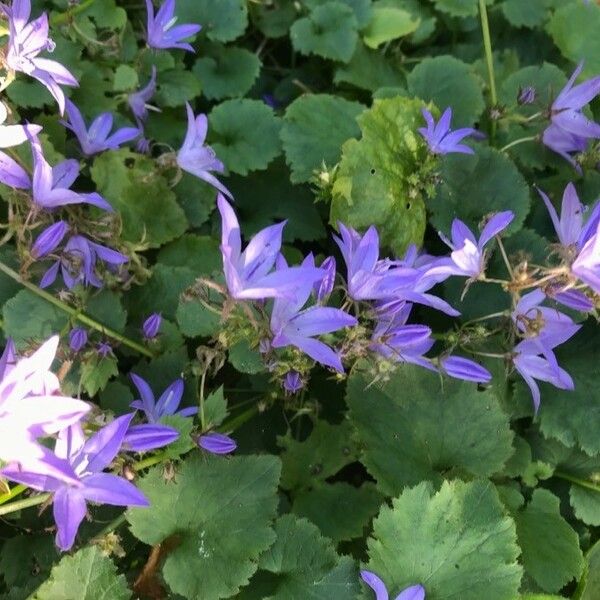 Campanula poscharskyana Floare