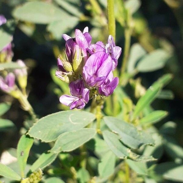 Medicago sativa പുഷ്പം