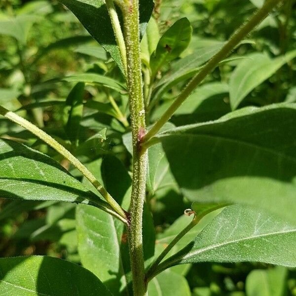 Lysimachia clethroides Escorça