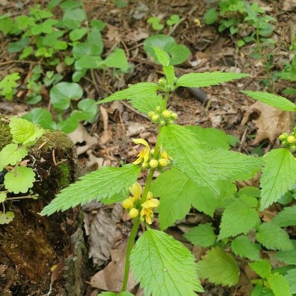 Lamium galeobdolon 花