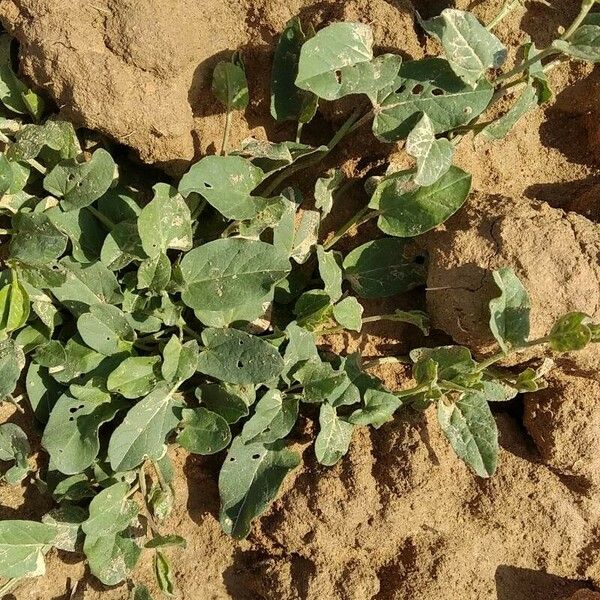 Rumex spinosus Leaf