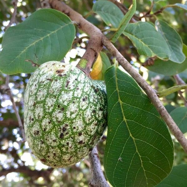 Annona senegalensis Frugt