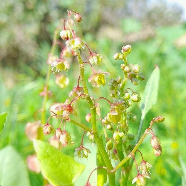 Rumex vesicarius Květ