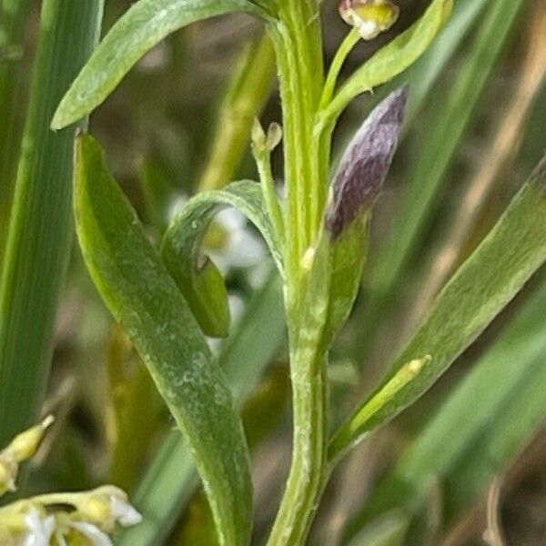 Lobularia maritima Liść