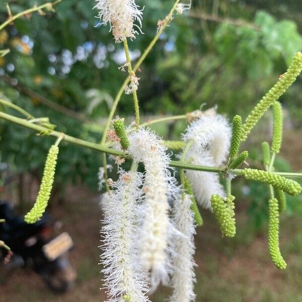 Mimosa caesalpiniifolia പുഷ്പം