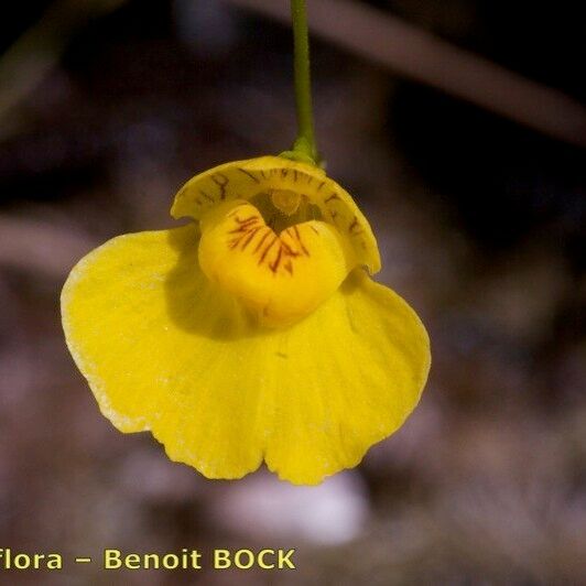 Utricularia intermedia Flors
