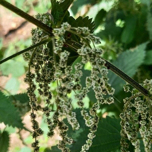 Urtica dioica Flower