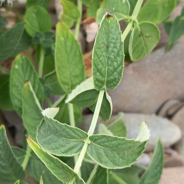 Mentha longifolia Leaf