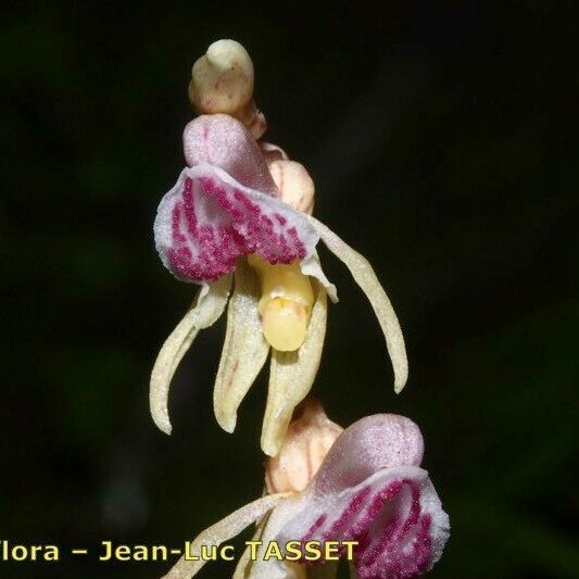 Epipogium aphyllum Floro