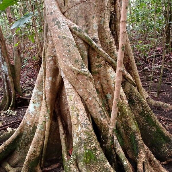 Pterocarpus officinalis خشب