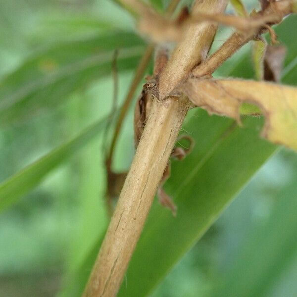 Epilobium hirsutum Bark