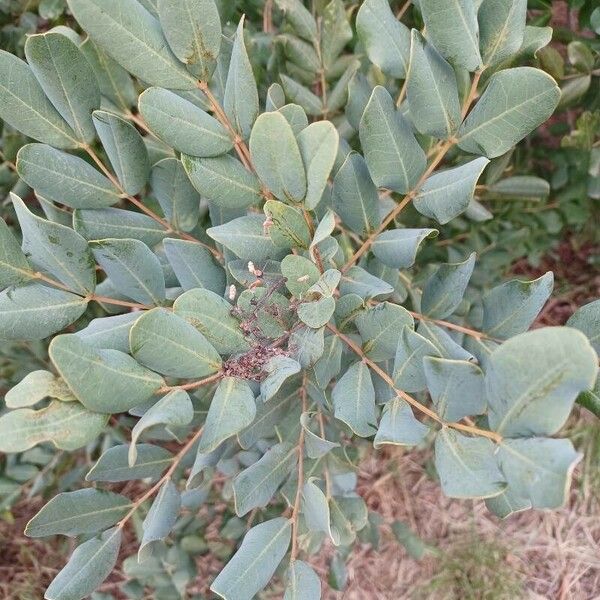 Ceratonia siliqua Leaf