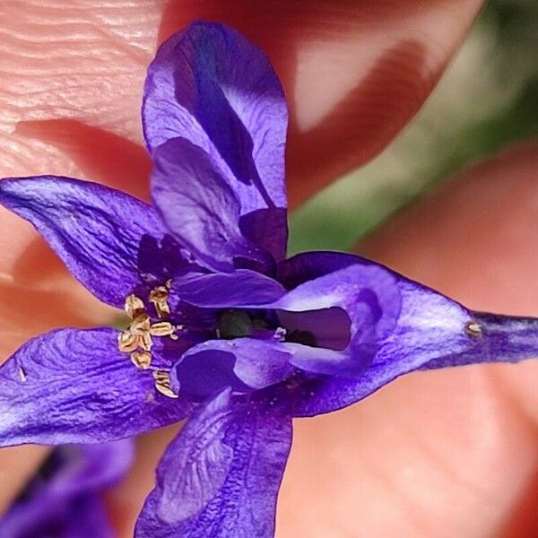 Delphinium verdunense Virág