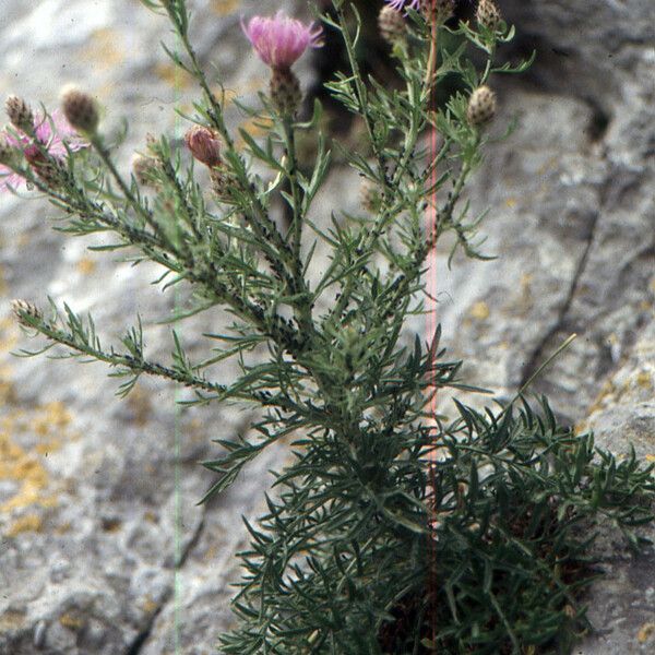 Centaurea corymbosa Hábito