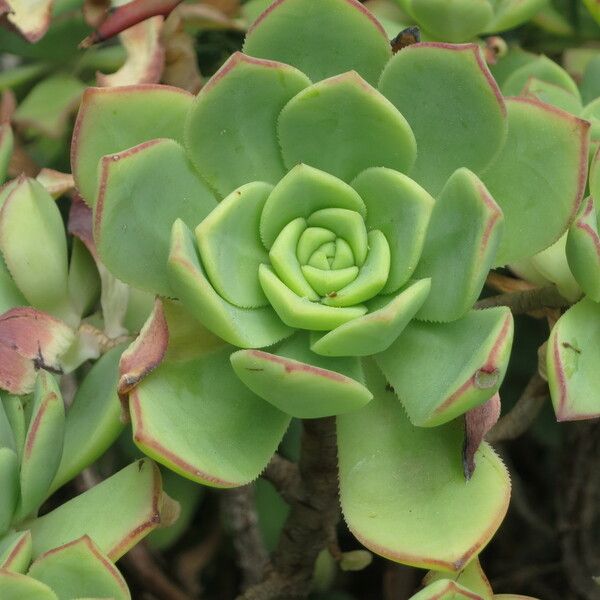 Aeonium valverdense Other