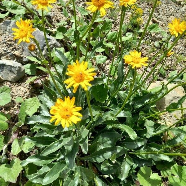 Senecio doronicum Flor