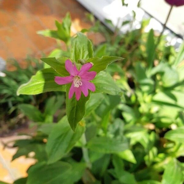 Silene dioica Flower