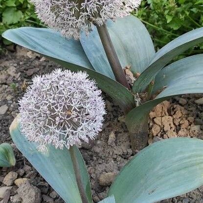 Allium karataviense عادت