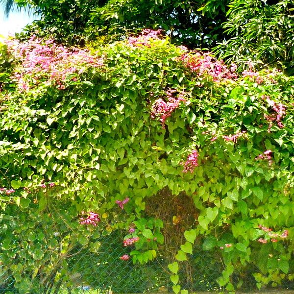 Antigonon leptopus Yeri