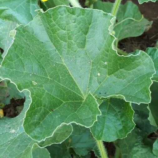 Cucumis melo Leaf