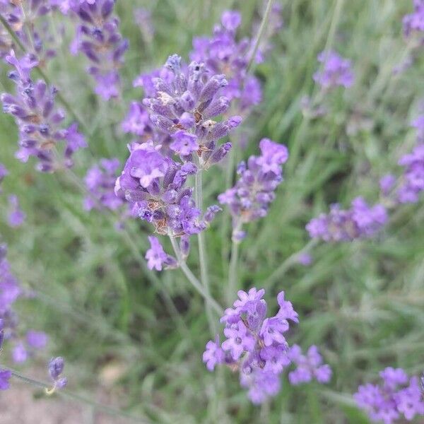 Lavandula angustifolia Žiedas