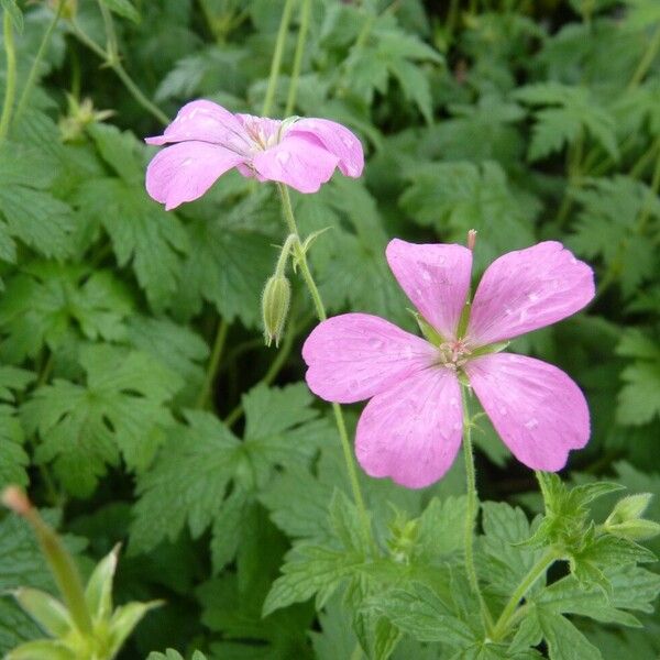 Geranium endressii Õis