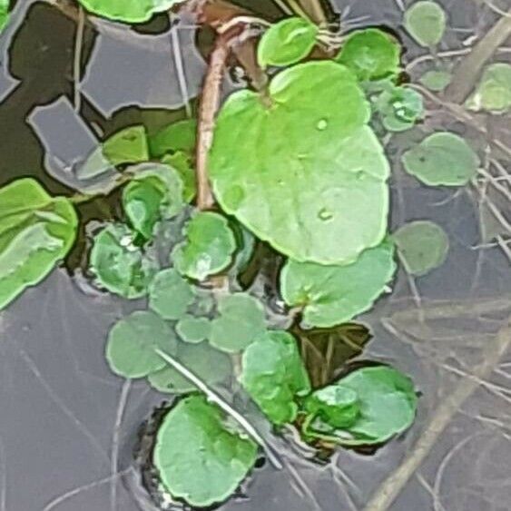 Nasturtium officinale পাতা