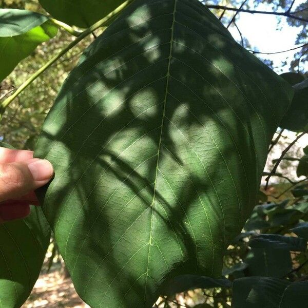 Annona senegalensis Blad