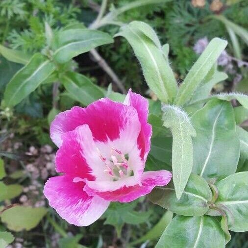 Clarkia amoena Kukka