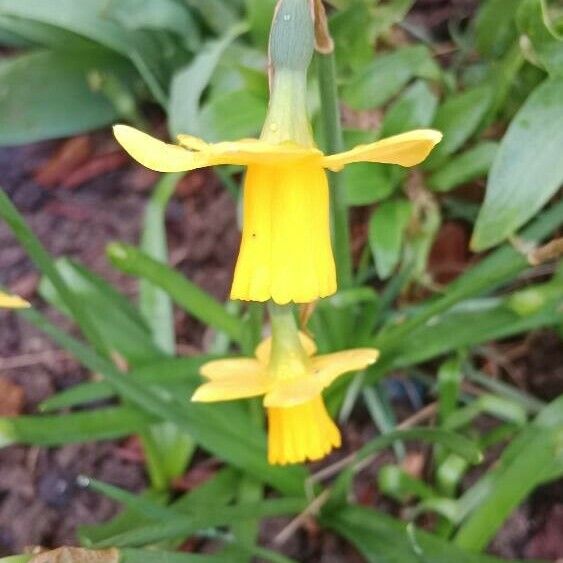 Narcissus jonquilla Floare