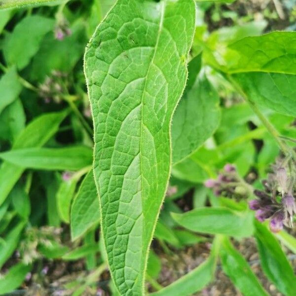 Symphytum officinale Frunză