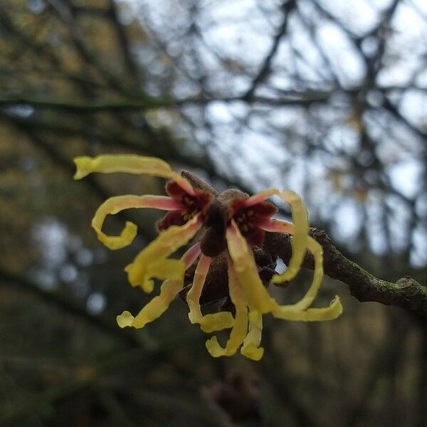 Hamamelis × intermedia ফুল