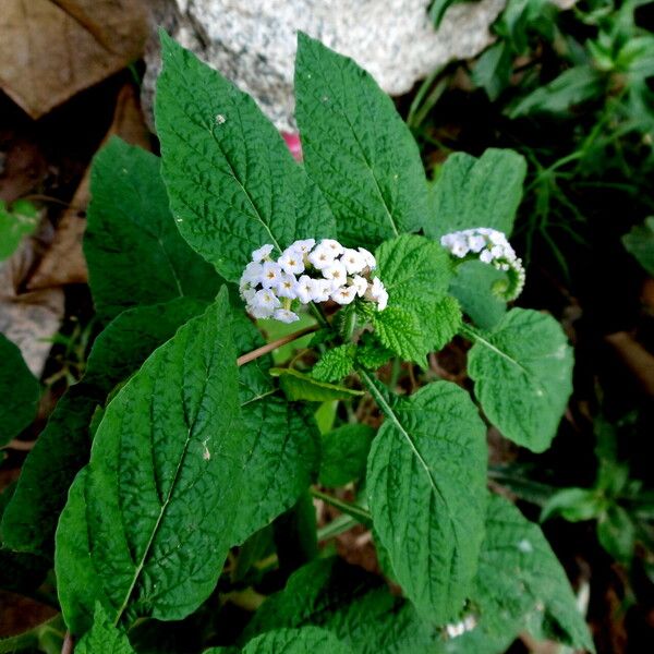 Heliotropium angiospermum Blüte