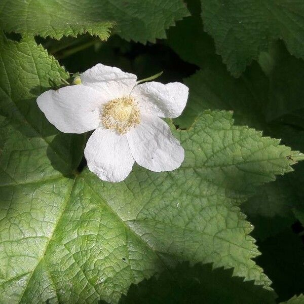 Rubus parviflorus Flor