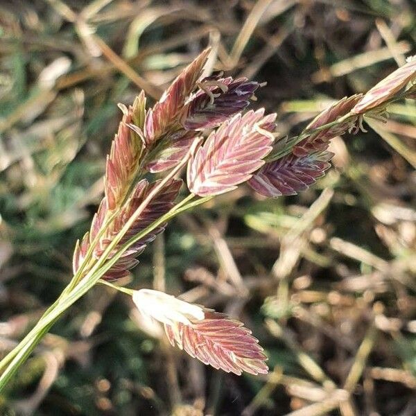 Eragrostis superba Flor