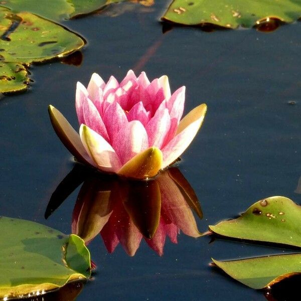 Nymphaea candida Flors