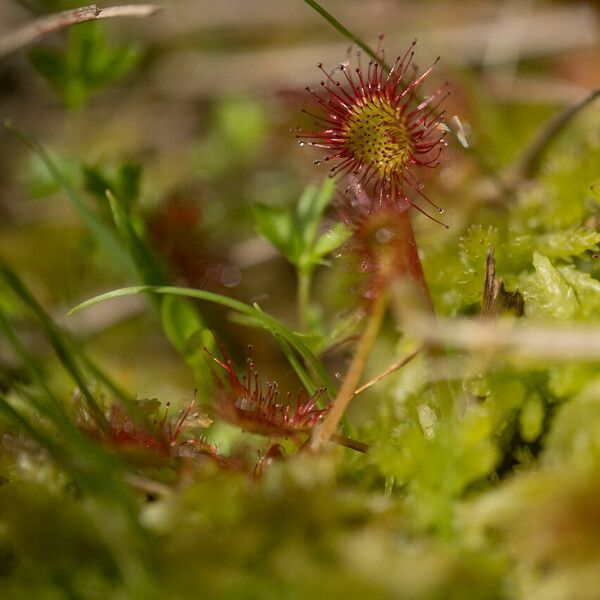 Drosera rotundifolia Hoja