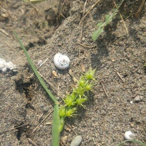 Cenchrus spinifex ഫലം