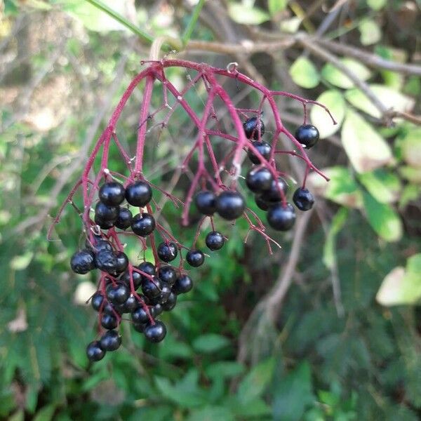 Sambucus canadensis Ffrwyth