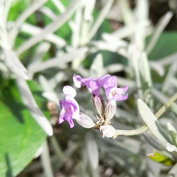 Lavandula latifolia Квітка