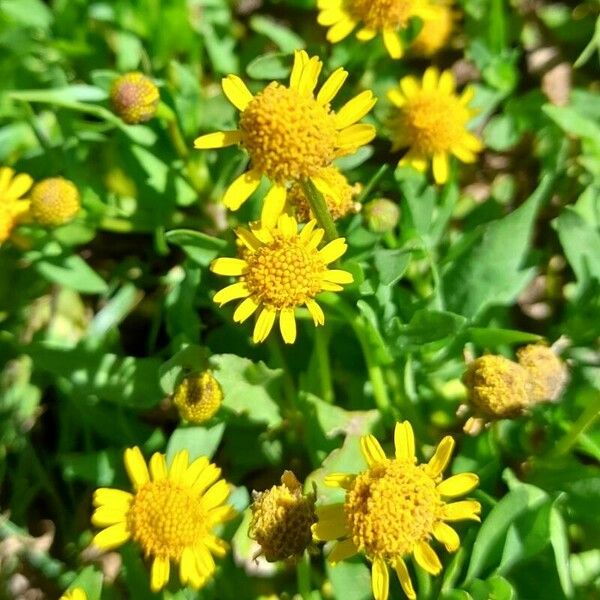 Acmella pusilla Flor