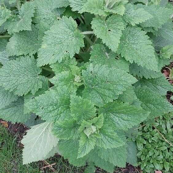 Scrophularia vernalis 葉