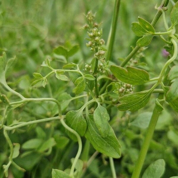 Clematis flammula Leaf