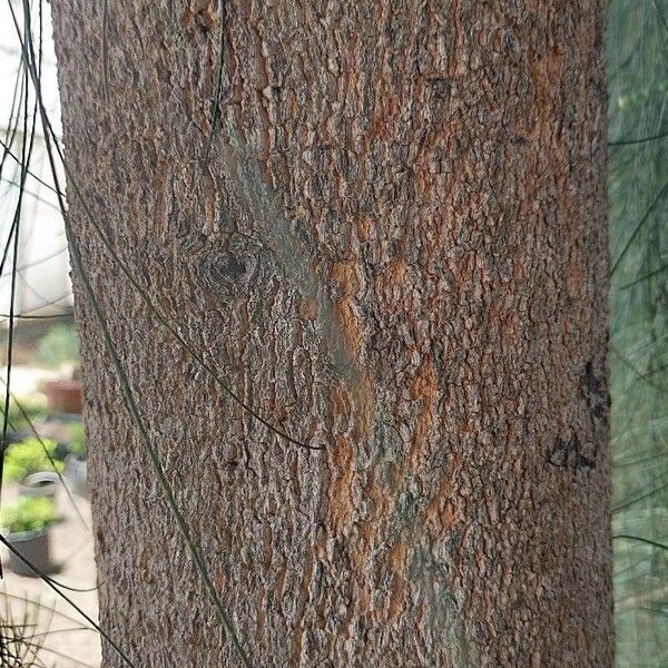 Casuarina equisetifolia 樹皮