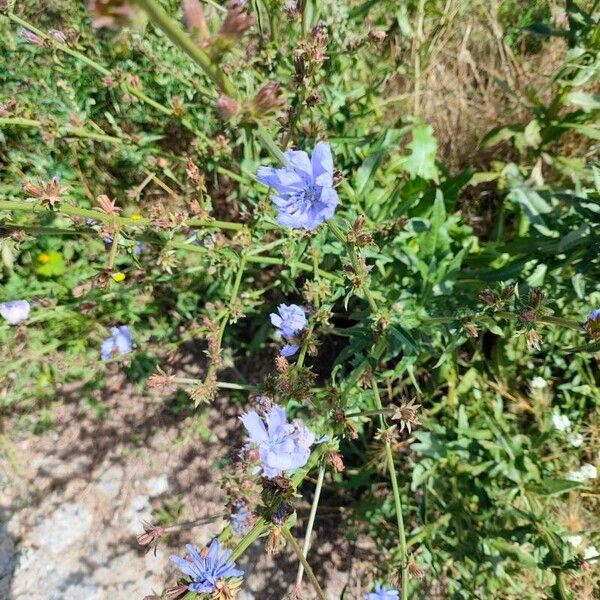 Cichorium endivia ফুল