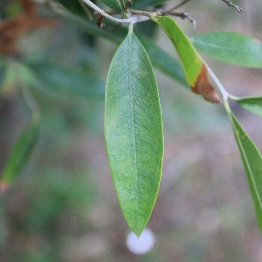 Olea lancea Folha