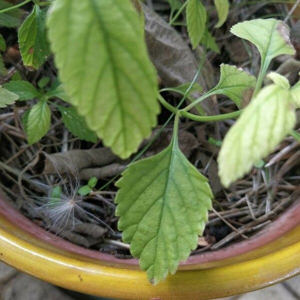 Lippia origanoides Lapas