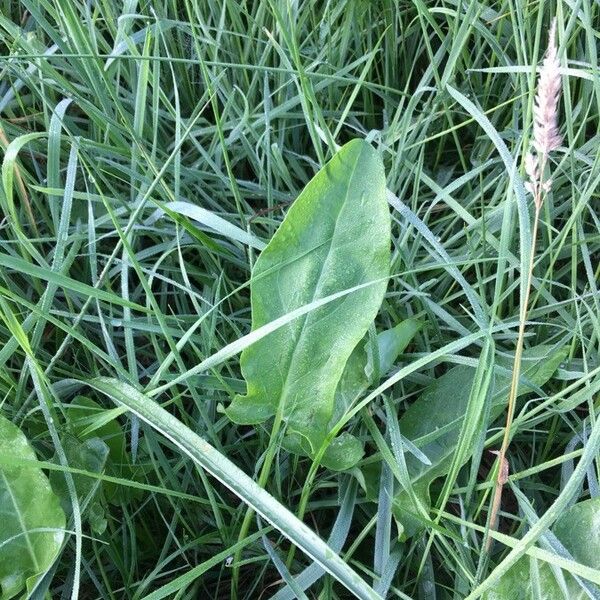 Rumex acetosa Лист