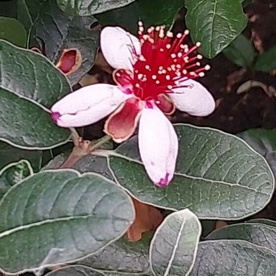 Acca sellowiana Flower