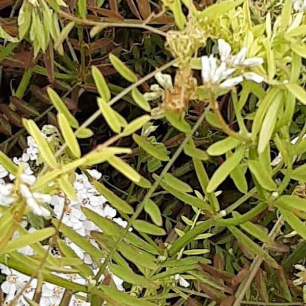 Vicia hirsuta List